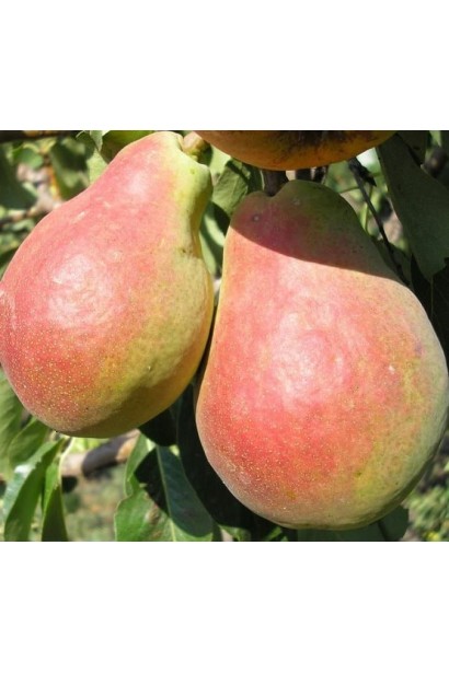 Стиглі плоди груші Сілк Кінг крупним планом із легким рожевим рум’янцем